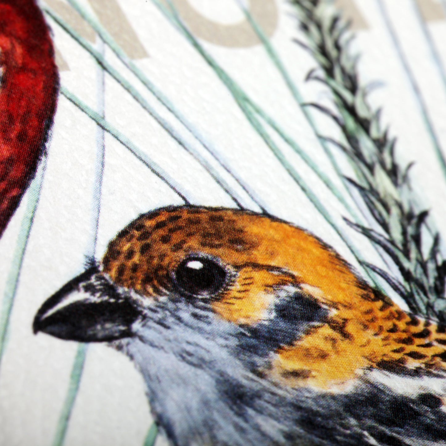 Field Notes Birds and trees of North America, Pack B