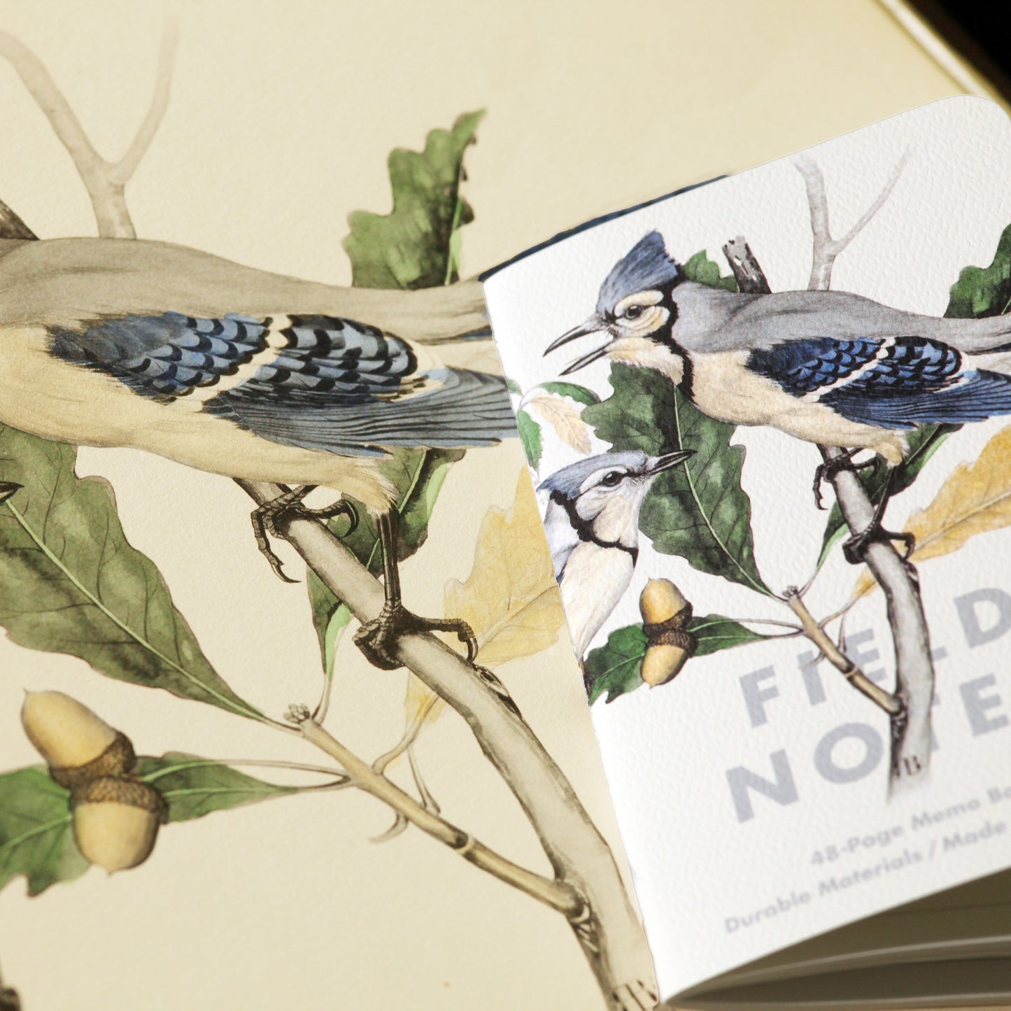Field Notes Birds and trees of North America, Pack A