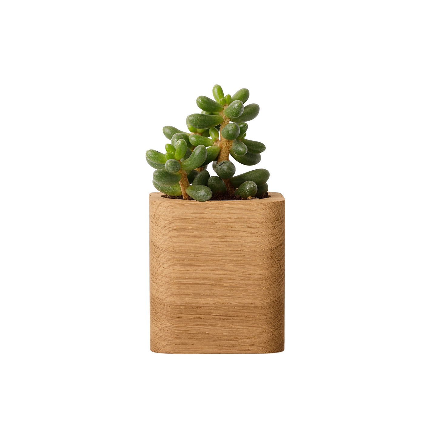 Oakywood Cubic Pot, Oak
