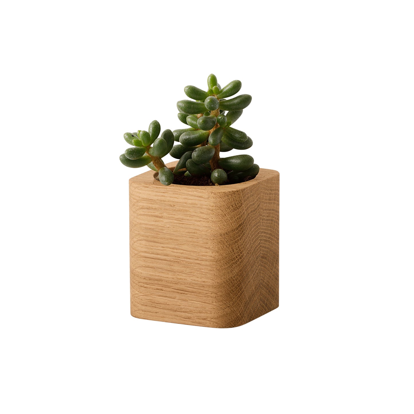 Oakywood Cubic Pot, Oak