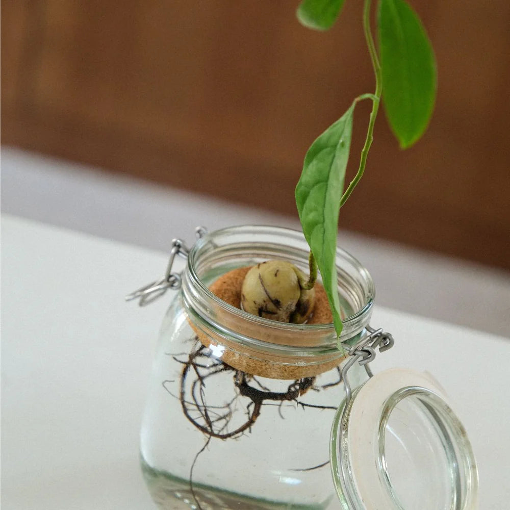 Pepin Avocado Float, Gigi