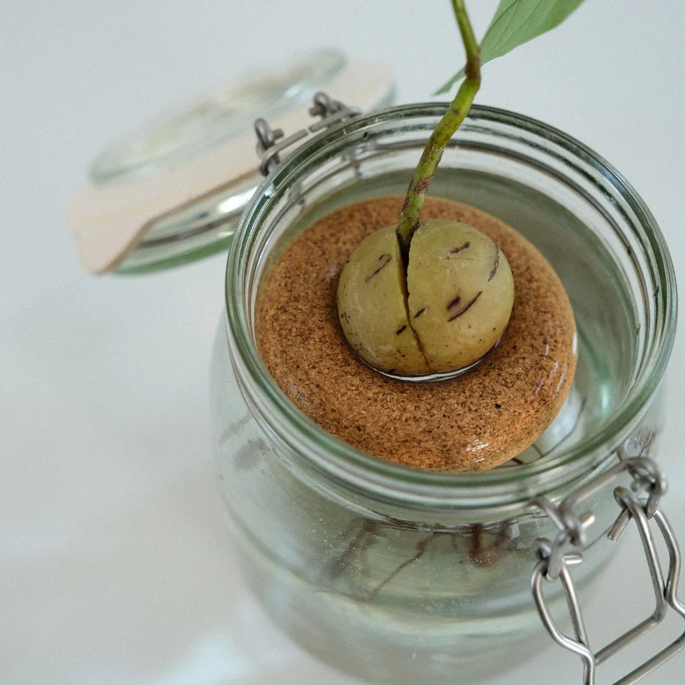 Pepin Avocado Float, Gigi