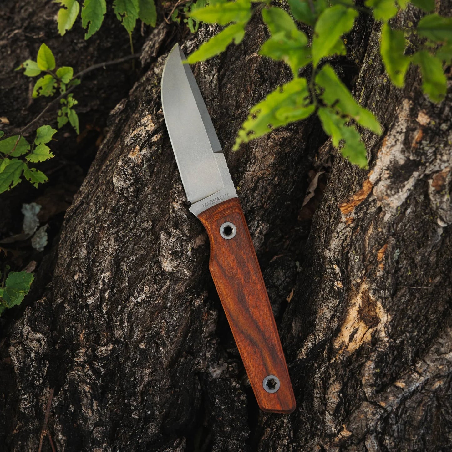 Big i Design USA Signal Fixed Blade, Dymalux Walnut