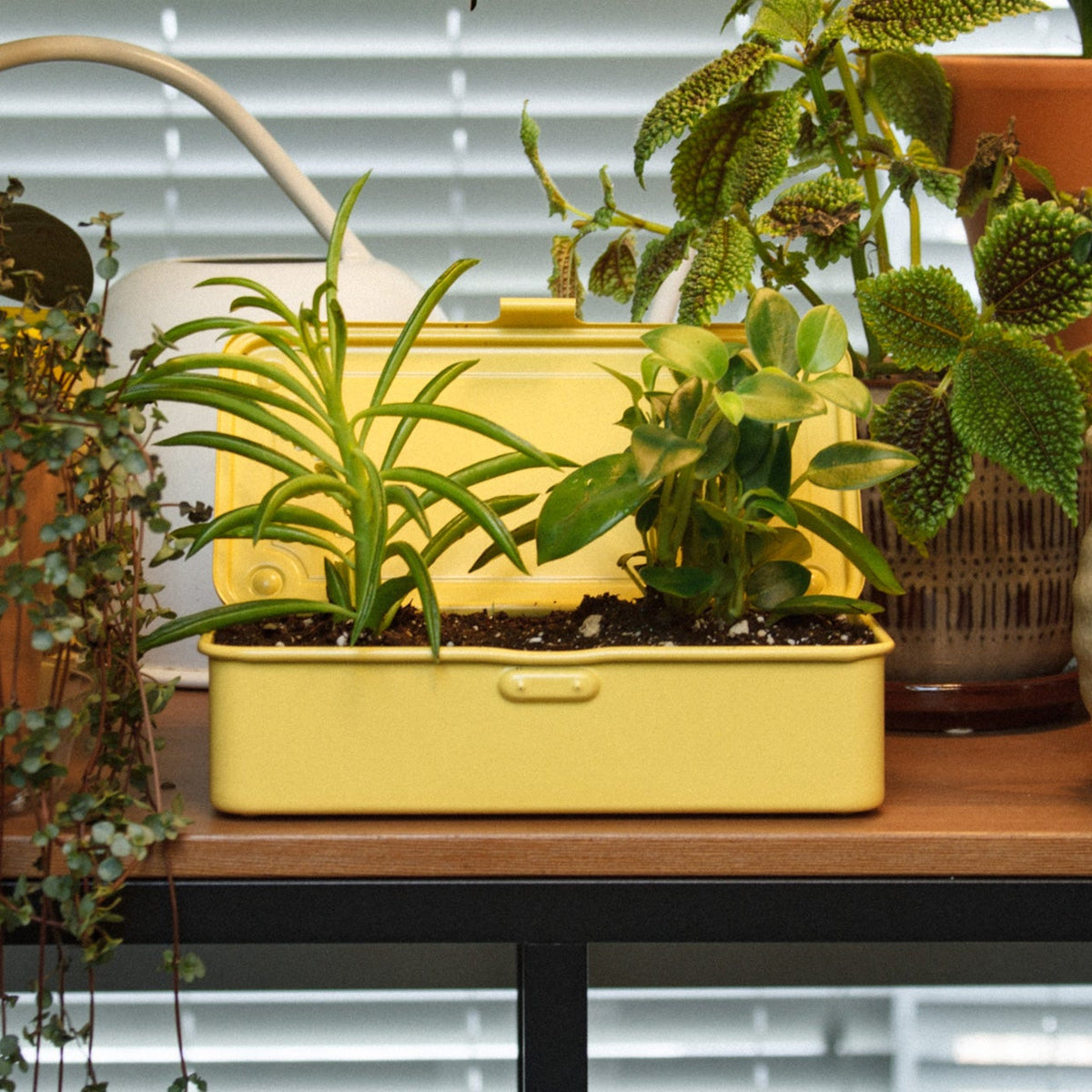 TOYO STEEL T-190 Italian Yellow, med planter ved et vindu